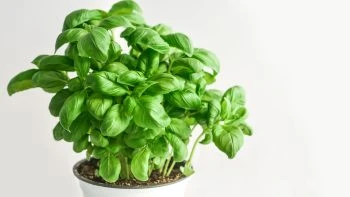 Βασιλικός ΑΒΡΑΜΟΓΛΟΥ 500gr