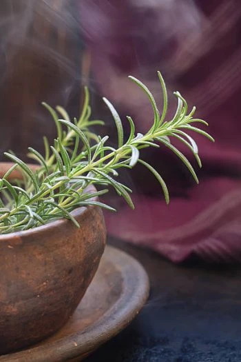 Δενδρολίβανο ΑΒΡΑΜΟΓΛΟΥ 500gr