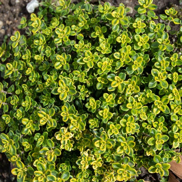 Λεμονοθύμαρο ΑΒΡΑΜΟΓΛΟΥ 1kg