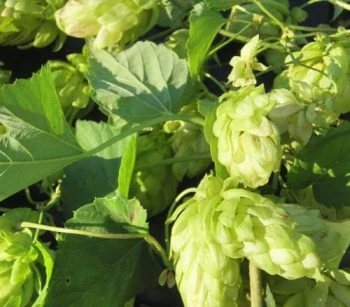 Λυκίσκος ΑΒΡΑΜΟΓΛΟΥ 1kg