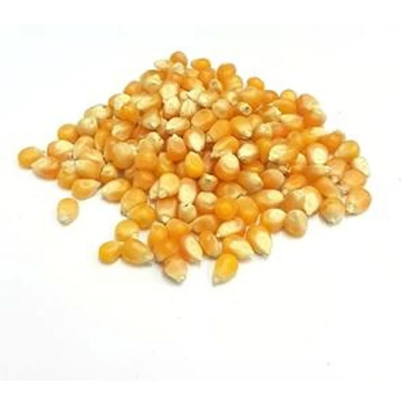 Καλαμπόκι Σπυρί για Ποπ Κορν Αργεντινής Σακί 22,7kg