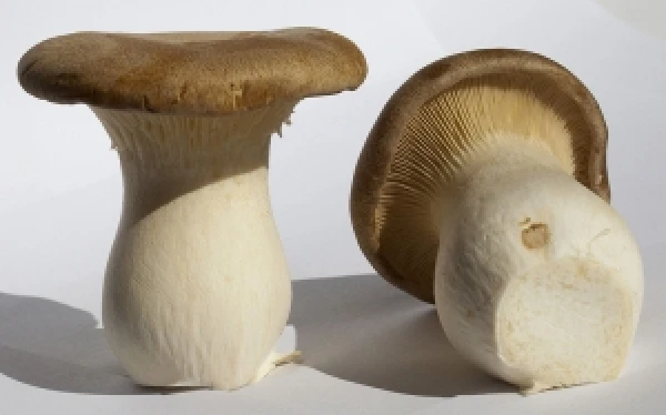 Βασιλομανίταρο King Oyster MANITOU 4kg