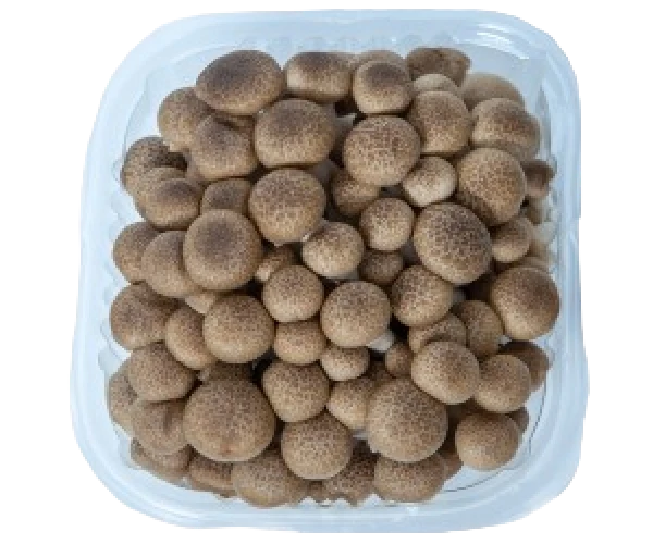 Μανιτάρι Shimeji Καφέ MANITOU 150gr