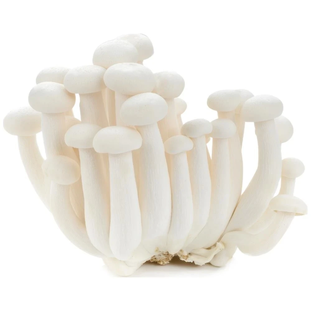 Μανιτάρι Shimeji Λευκό MANITU 150gr