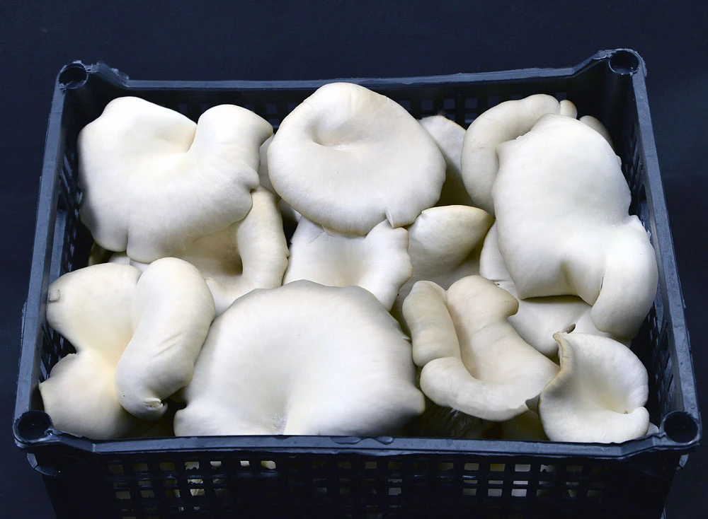 Μανιτάρια Πλευρώτους Κόλινδρου MANITU 2kg