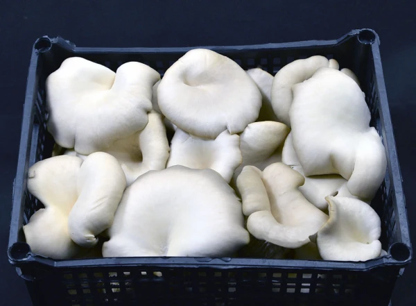 Μανιτάρια Πλευρώτους Κόλινδρου MANITOU 2kg