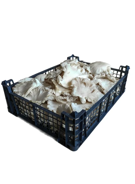 Μανιτάρια Πλευρώτους Κιλκίς σε Φιλέτα MANITOU 2kg