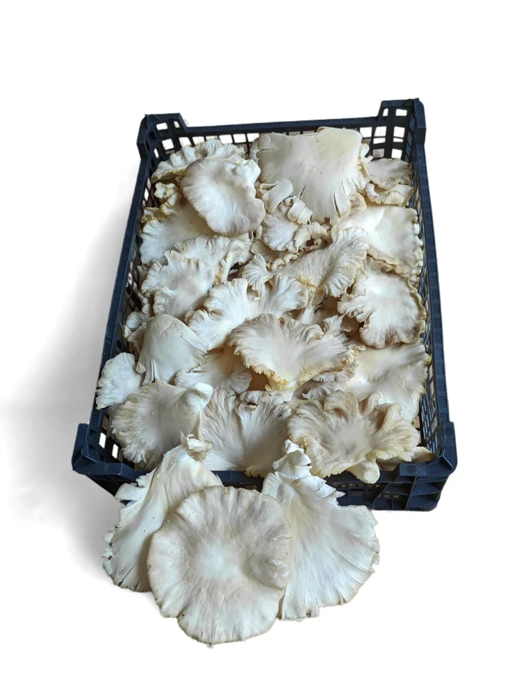 Μανιτάρια Πλευρώτους Τρικάλων MANITU 2kg