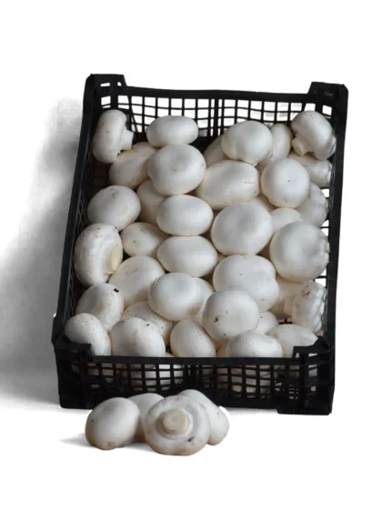 Mανιτάρια Πολωνίας Λευκά 60/80 MANITOU 3kg
