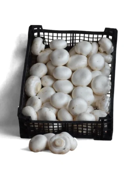 Mανιτάρια Πολωνίας Λευκά 60/80 MANITOU 2.5kg