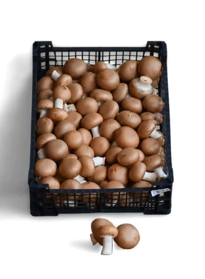 Mανιτάρια Πολωνίας Brown 40/60 MANITOU 3kg