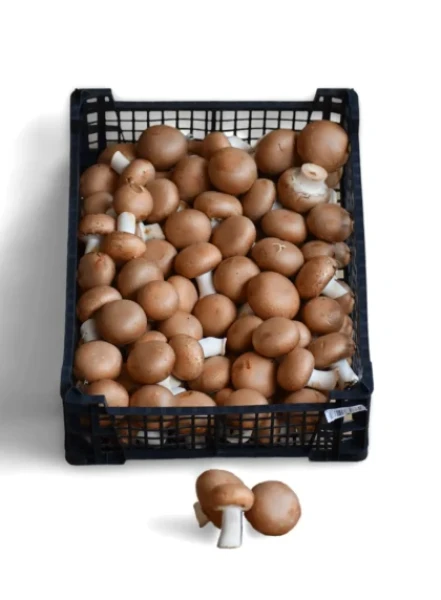 Mανιτάρια Πολωνίας Brown 40/60 MANITOU 3kg
