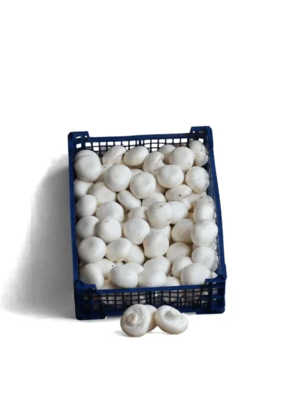 Mανιτάρια Πολωνίας Λευκά 40/60 MANITOU 3kg