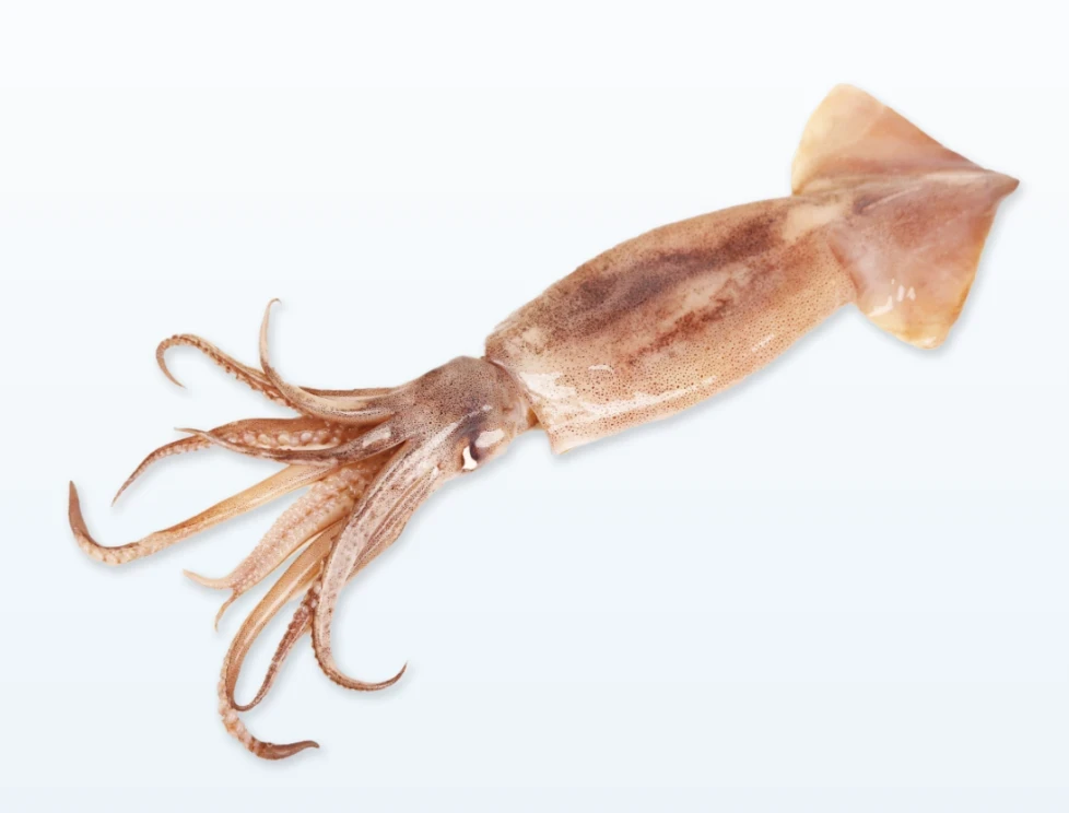 Θράψαλα με Δέρμα U5 FRY SEA WORLD 6kg